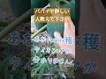 青パパイヤの収穫タイミング教えて下さい #家庭菜園 #パパイヤ
