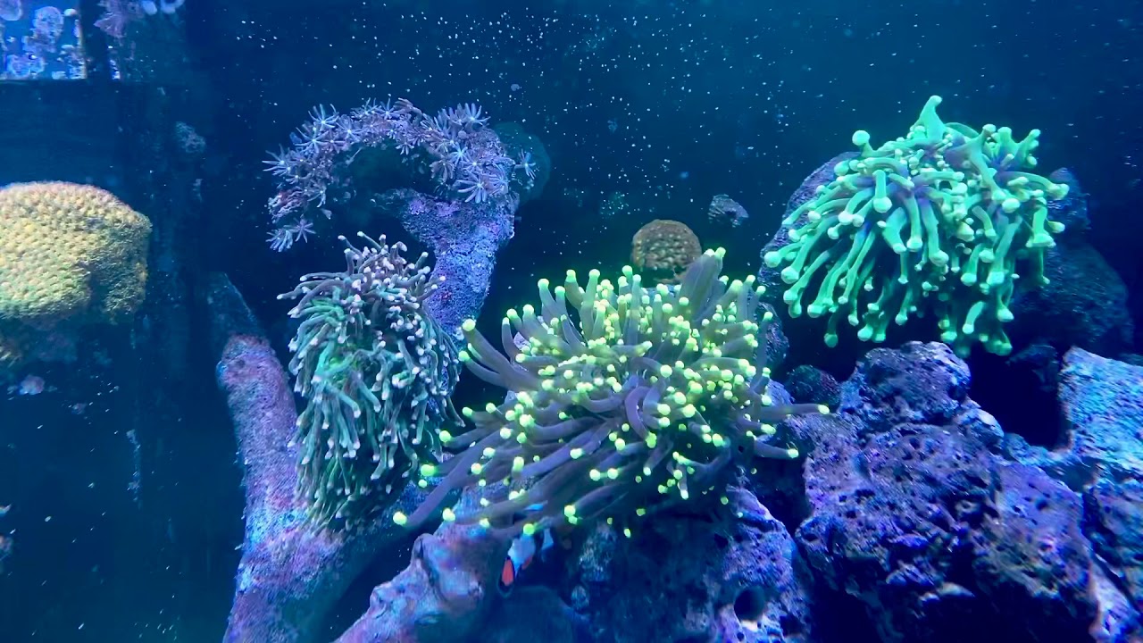 Torch Coral Garden YouTube