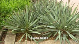 What happened to this gardener’s cedar tree? daphne richards
explains could have and how it’s killing the tree from outside in.
plant of we...