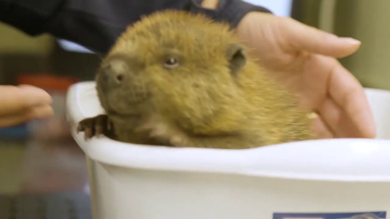 Point Defiance Zoo & Aquarium 2019 Highlights