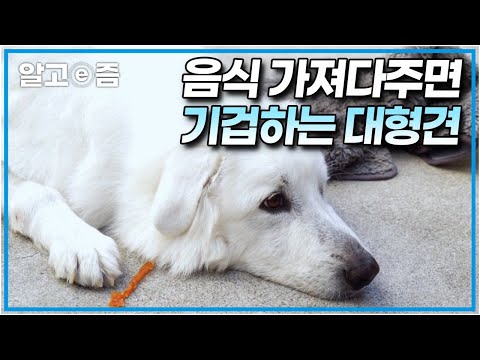 &amp;quot;사료를 입에 넣어도 안 먹어요&amp;quot; 간식도 거부! 사료도 거부! 아무것도 먹지 않는 대형견. 솔루션 1분 만에 밥 먹는 개로 만든 강형욱│세상에 나쁜 개는 없다│알고e즘