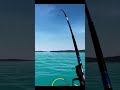 I finally hooked a giant sturgeon #fishinggame #fishing #ultimatefishingsimulator #sturgeon