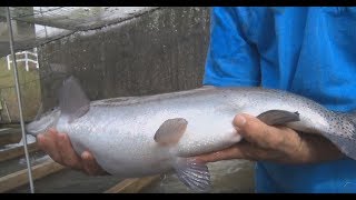 Maior criação de truta salmonada da América Latina| Programa Sincovat