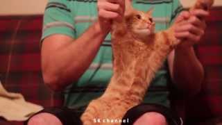 Рыжий кот танцует РЖАКА Red cat crazy dance Рыжий кот танцует РЖАКА Red cat crazy dance