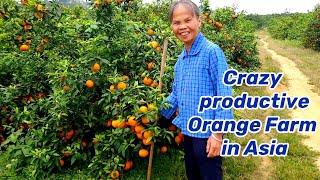 Crazy productive orange farm in Asian village, my old mother walked me through mountains