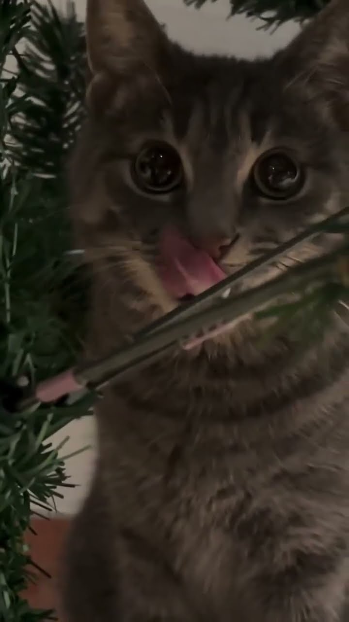 Funny  kitten ? ? ? ? ?