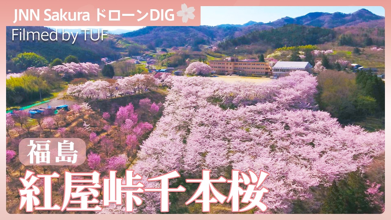 春に染まる紅屋峠【JNN sakuraドローンDIG 2026】｜TBS NEWS DIG - YouTube