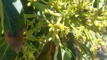 Examples of A and B avocado flowers