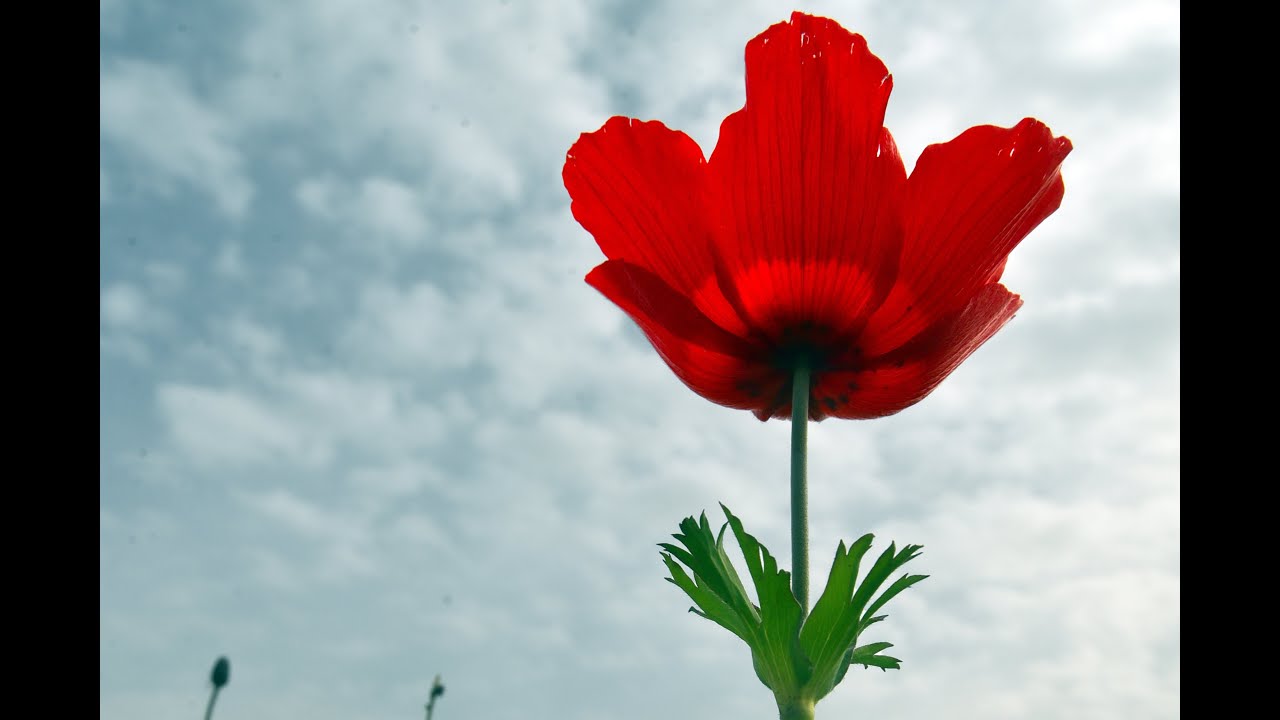 В долину анемонов. Израиль, Йокнеам, 30 января 2026