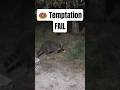 This fat raccoon almost eats donut.. Then NOPE! #funnyanimals #shorts