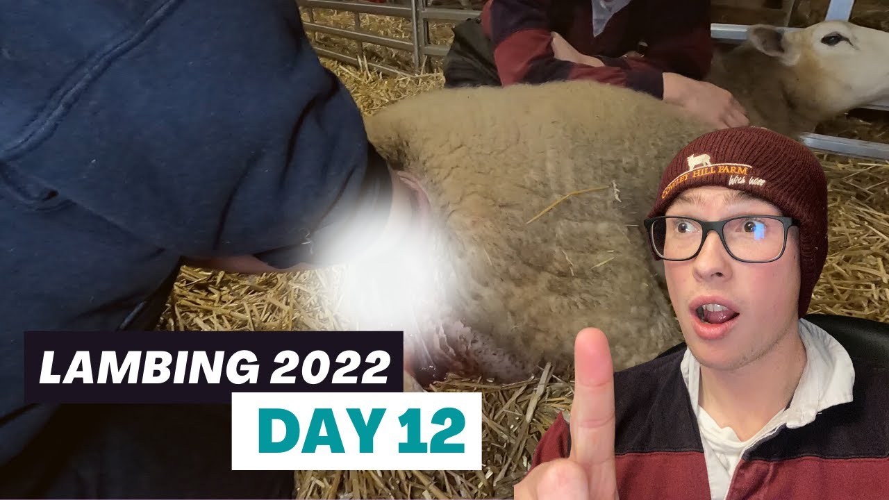 A DRAMATIC END TO A STEADY DAYS LAMBING | Vlog 12 - Lambing 2022