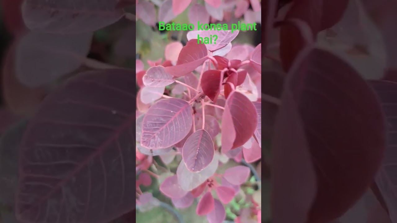 caribbean copper plant🍂