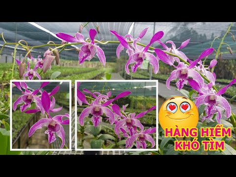 Video Hàng Hiếm Khó Kiếm, Có Tiền Cũng Chưa Chắc Mua Được -... - youtube