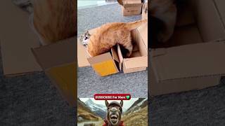 Two Funny Cats Enjoying Life | Cutest &amp; Funniest Moments!💔🐱 #shorts #funny #animals