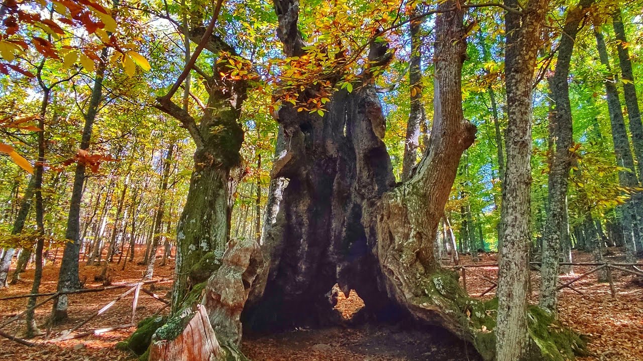 Ruta por castañar el Tiemblo