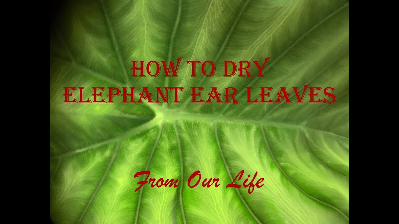 Drying Elephant Ear Leaves