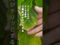 コーヒーの木の葉先だけが茶色に枯れる原因は？？ #観葉植物#観葉植物のある暮らし #コーヒーの木