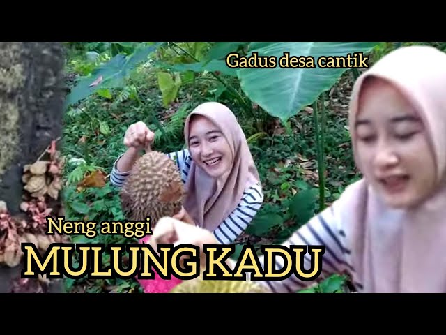 Gadis desa cantik | Sedang mencari durian jatuh/ geblugan di kebun | Suasana pedesaan banten