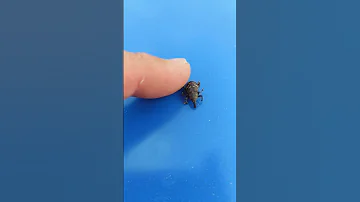 Маленький, но - Большой сосновый долгоносик Hylobius abietis, он же Древник еловый