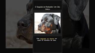O Segredo do Rottweiler: Um Cão Velcro #Shorts