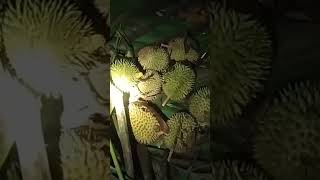 Mencari Buah Durian, Fullnya ada di Video #durian #camping #survival