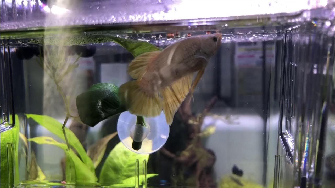 アクアリウムループ動画テスト（音あり）20220608 YouTube