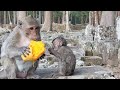 Meet Olivia, Jiva, and Jazzy The Adorable Monkey Family Feasting on Lotus & Mango! 🍃🥭🐒💕
