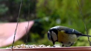 Slow Motion Blue Tit
