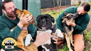 I can't comprehend how these amazing dogs were stuck in the shelter for so long | The Asher House
