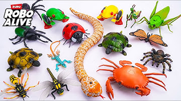 [🐰toy asmr🐰] Remote Control Snake & Big Robo Insects Collection Playset ASMR 🐍 Review Toys