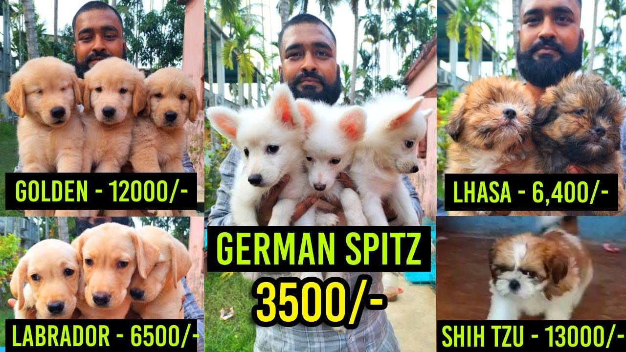 Best Dog Kennel In Kolkata Recent Dog Puppy Price Update Dog Market best-dog-kennel-in-kolkata-recent-dog-puppy-price-update-dog-market