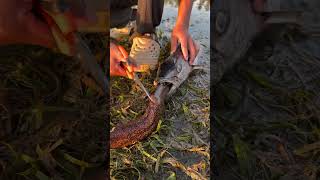 Shocking Discovery! Large Fish Chokes on a Giant Moray Eel 😱🐟