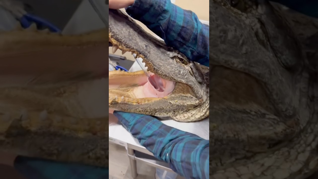 Why Alligators NEED Surgery #goodtoknow #vet #medicine #funfacts #lifehacks #educational #surgery