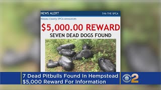 7 Dogs Found Dead In Sump