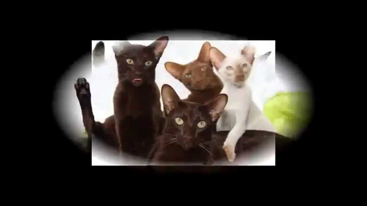 Яванез (Яванская кошка)