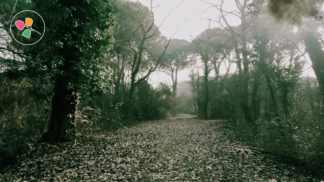 Mediterranean's Tranquil Embrace | 4K Virtual Hike Through Sunny Forests and Soothing Nature Sounds