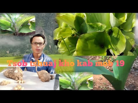 Video: Cov Kab Mob Ginger Plant: Yuav Ua Li Cas Kho Ginger Kab Mob Hauv Lub Vaj