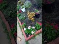 mi jardín #hermoso