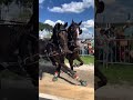 So close you can almost touch the horses 👀😯