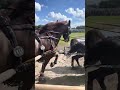 So close you can almost touch the horses 👀😯