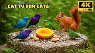 Cat TV for Cats to Watch 🌄 Mountain Forest Birds in a Vast Scenic Environment | 4K screenshot 3