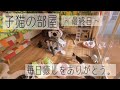 【感謝】子猫部屋最終日！たくさんの方に愛された思い出いっぱいの素敵な場所！