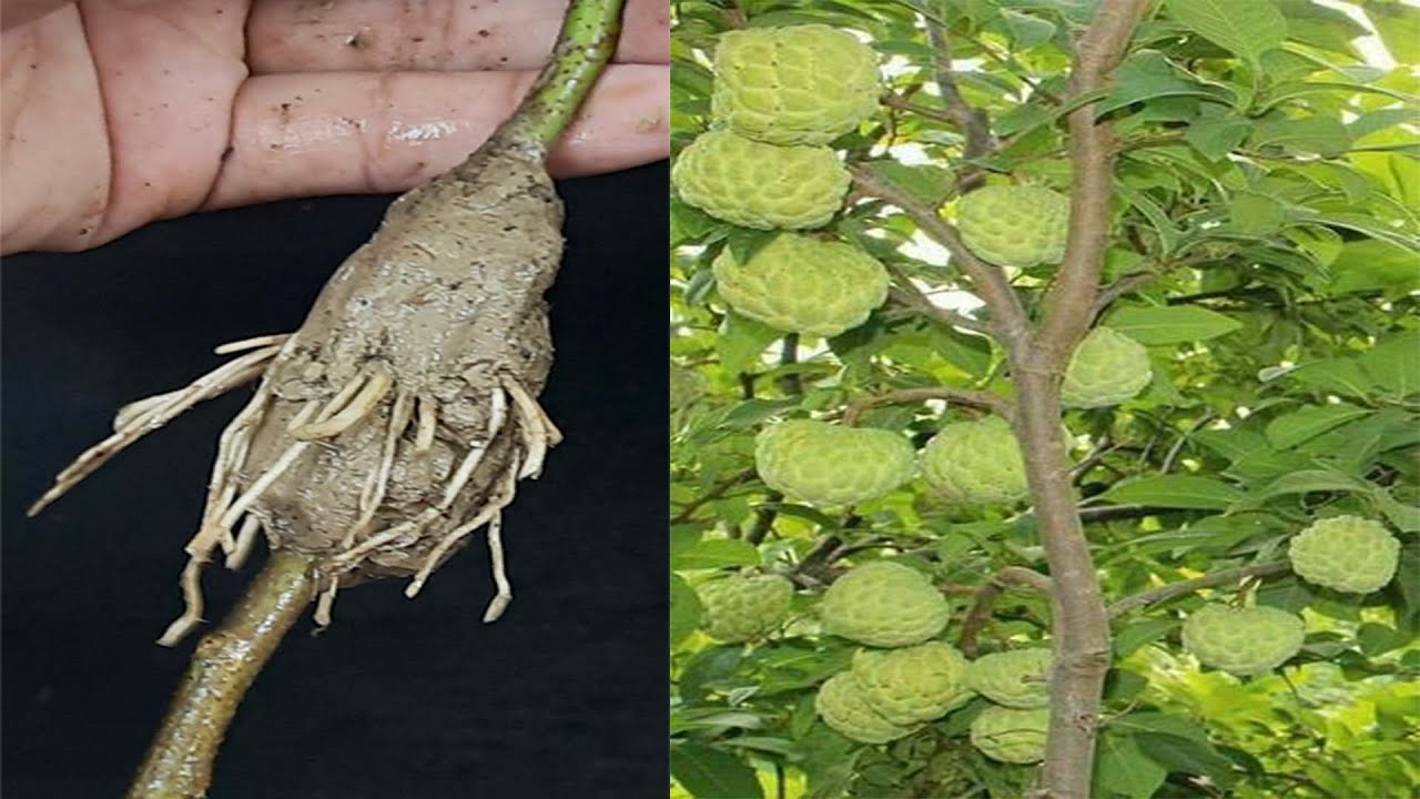 How To Grafting Sugar Apple Trees From Cutting In Water Grow Sugar how-to-grafting-sugar-apple-trees-from-cutting-in-water-grow-sugar