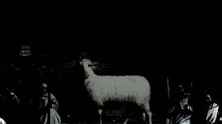 Scooby MiKE - DO NOT BE DECEIVED (Official Audio) Profile