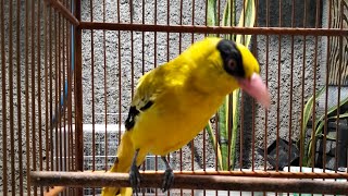 SUARA BURUNG KEPODANG BETINA MEMANGGIL JANTAN