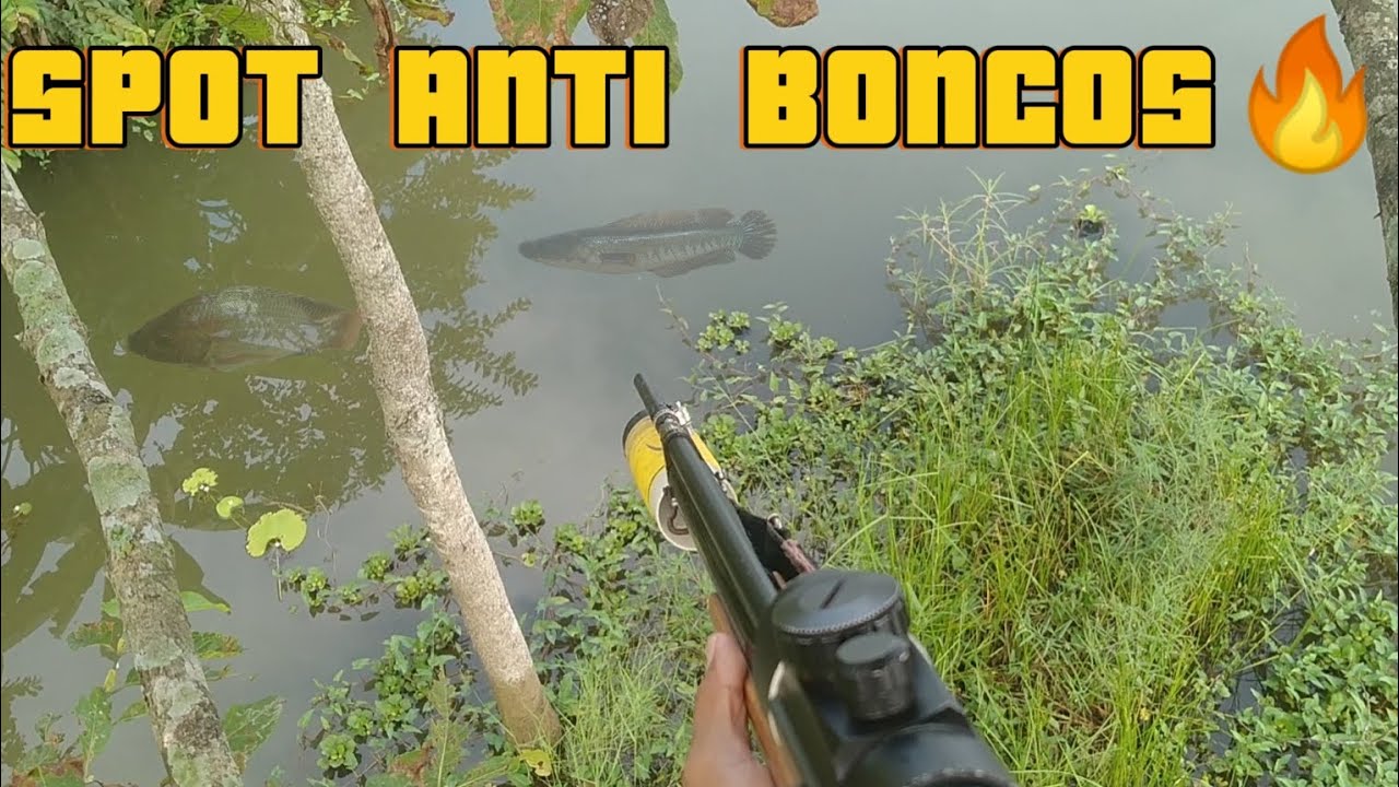 IKAN LIMPASAN DARI KOLAM WARGA, KARENA BANJIR😲 #sharpjawara