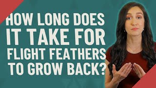 How long does it take for flight feathers to grow back?