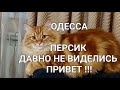27 июня 2023 г.Одесса.Самый Позитивный кот Персик