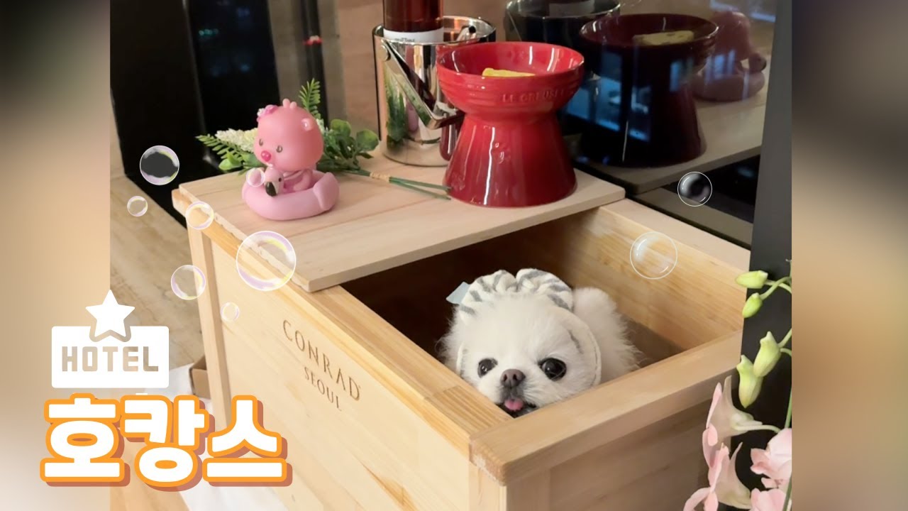아띠의 호캉스 브이로그 🏨 콘래드 서울 펫메종 패키지