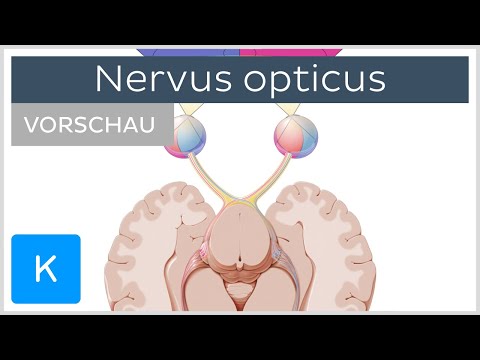 Nervus opticus: Anatomie und Funktion (Vorschau) | Kenhub